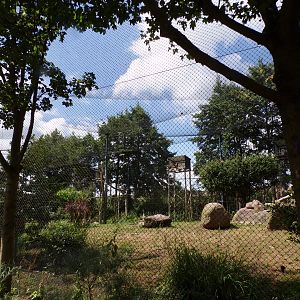 Africa- Mixed aviary 13.7.23