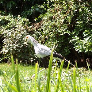 Africa- Secretary bird  13.7.23