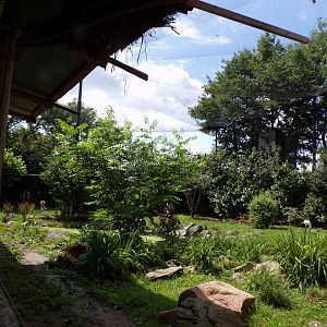 Africa- Mixed aviary 13.7.23