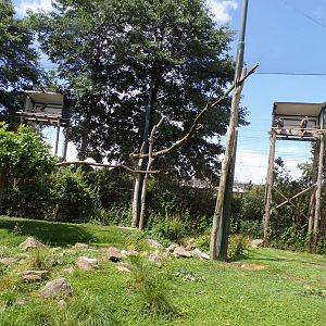 Africa- Mixed aviary 13.7.23