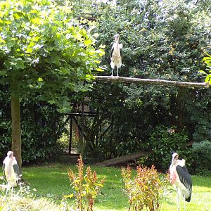 Africa- Marabou storks 13.7.23