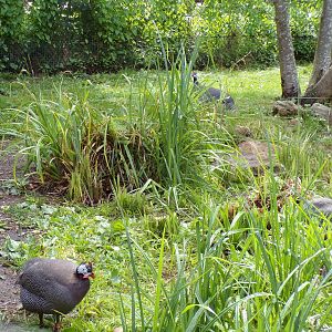 Africa- Helmeted gunieafowl 13.7.23