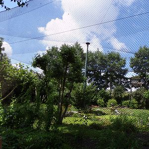 Africa- Mixed aviary 13.7.23