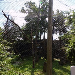 Africa- White naped mangebey enclosure 13.7.23