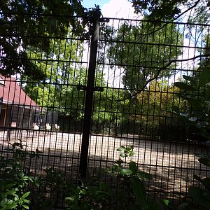 Africa- Mhorr gazelle enclosure 13.7.23