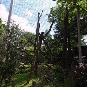 Africa- White naped mangeby enclosure 13.7.23