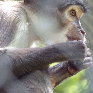 Africa- White naped magebey 13.7.23
