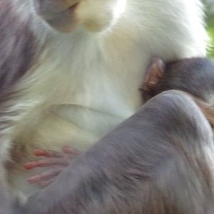 Africa- White naped magebey young 13.7.23
