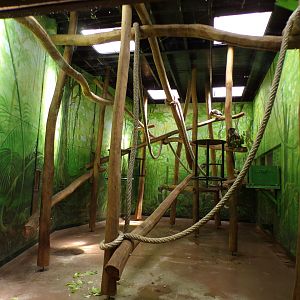 Africa- White naped magebey indoors 13.7.23