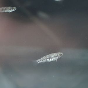 Arabian Toothcarp (Aphaniops dispar)