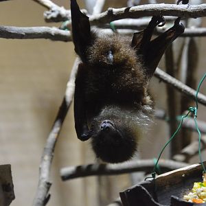 Erabu fruit bat (Pteropus dasymallus dasymallus)