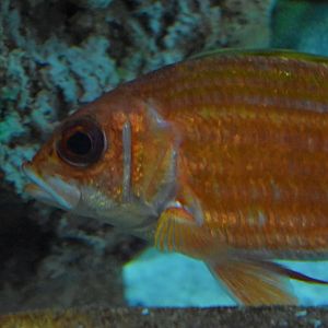 Longspine Squirrelfish (Holocentrus rufus)