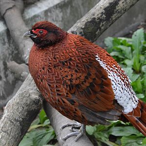 Ijima copper pheasant (Syrmaticus soemmerringii ijimae)