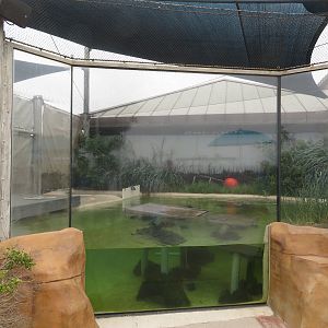 Green Sea Turtle Exhibit
