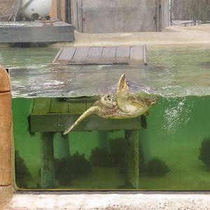 Green Sea Turtle