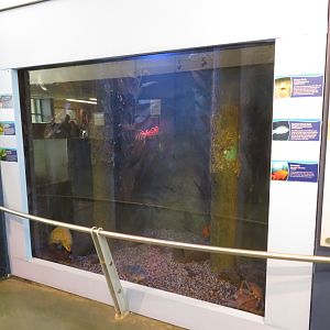 Dark Kelp Forest Tank