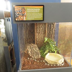 California Kingsnake Tank