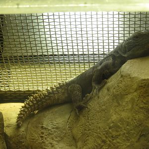 Yucatan Spiny-tailed Iguana
