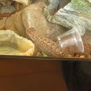 Western Fence Lizard