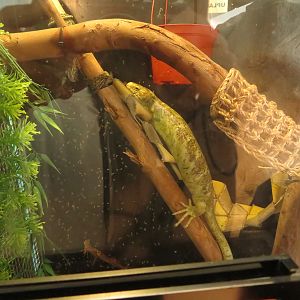 Prehensile-tailed Skink