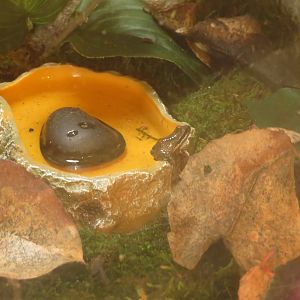 Baja California Tree Frog