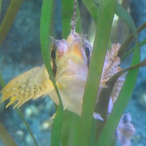 Sailfin Sculpin
