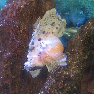 Gravid Sailfin Sculpin