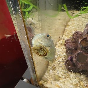 Pacific Spiny Lumpsucker