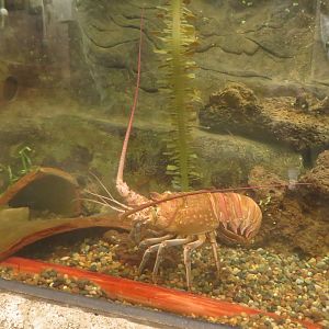 California Spiny Lobster