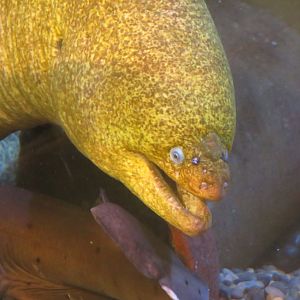 California Moray Eel