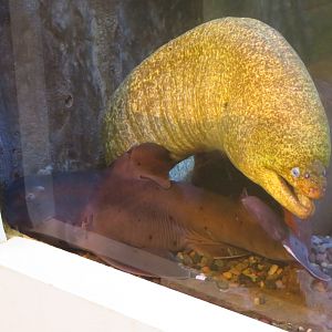Moray and Horn Shark
