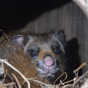 Southern Japanese giant flying squirrel (Petaurista leucogenys leucogenys)