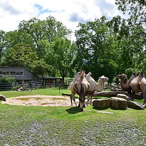 Bactrian camels next to the new asian village