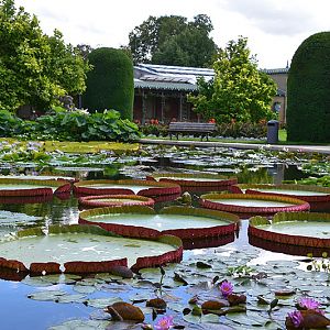 Tropical waterlilies