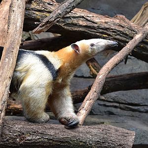 Paraguayan tamandua (Tamandua tetradactyla straminea)