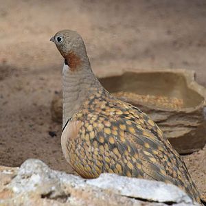 Black-bellied Sandgrouse (Pterocles orientalis)