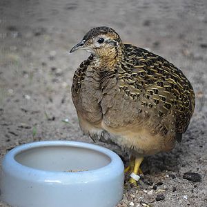 Chilean tinamou (Nothoprocta perdicaria)