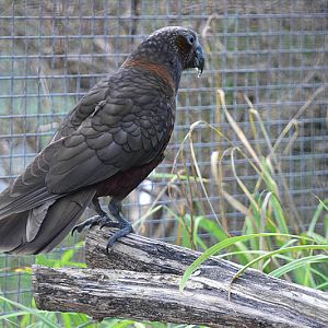 Northern kaka (Nestor meridionalis septentrionalis)