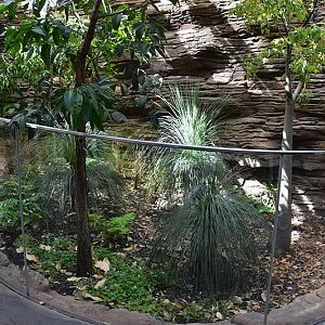 New Australia building : enclosure for Northern blue-tongued skink (Tiliqua scincoides intermedia)