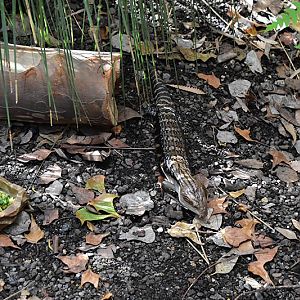 Northern blue-tongued skink (Tiliqua scincoides intermedia)