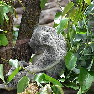 Northern koala (Phascolarctos cinereus cinereus)