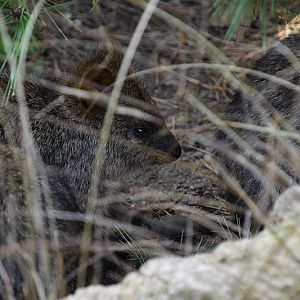 Quokka (Setonix brachyurus)