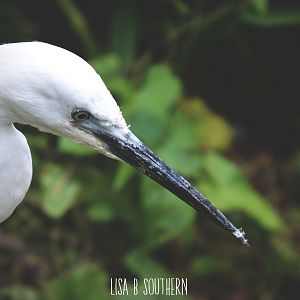 little egret