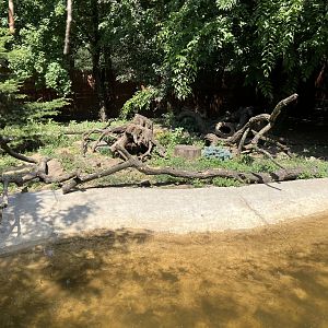 Asian small-clawed otter enclosure