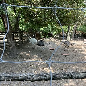 Rhea exhibit