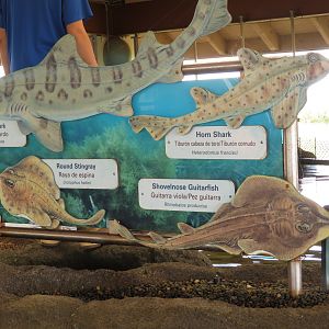 Shark and Ray Signage