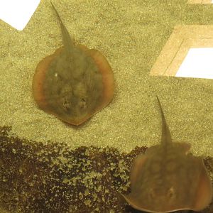 Round Stingrays