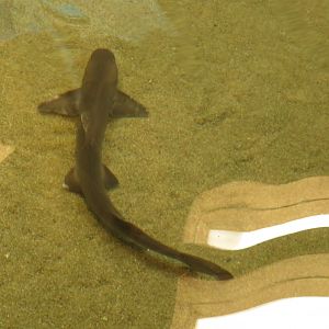 Gray Smooth-hound Shark