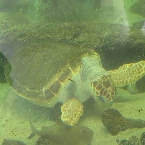 Loggerhead Sea Turtle