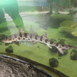 Leopard Shark